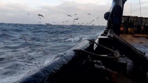 Шторм. Краб. Стригун. Рейс. Камчатский краб.