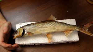 Чучело из рыбы - сохраняем трофей