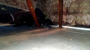 Пристраиваем кошек в добрые руки