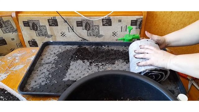 лук Эксибишен посев в улитку с применением перекиси.? смотреть онлайн