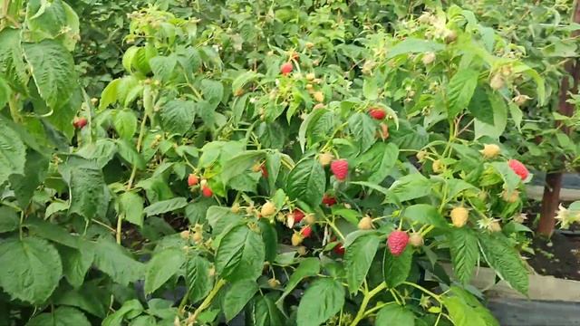 Наши посадки ремонтантной малины на 28,08.2023 г. Омск! смотреть онлайн