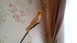 Корелла. Крик самки.