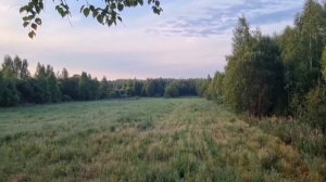 Медведь / Кабан, охота на овсах!