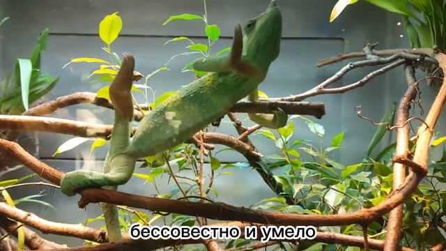 Эдуард Асадов - Разные свойства. Видеостихотворение. смотреть онлайн