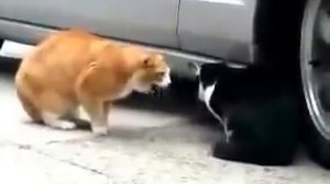 Кот смешно орёт !