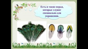 В мире птиц 3 класс