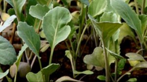 Брюссельская капуста особенности выращивания и уход