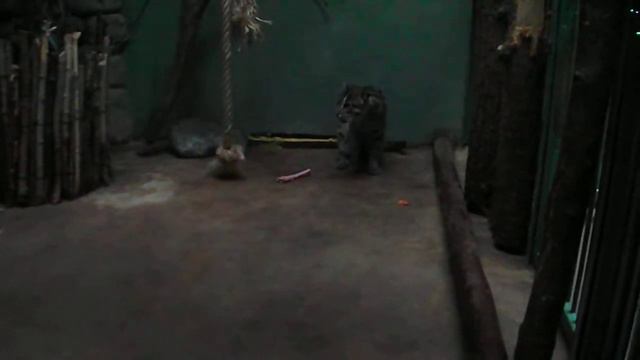 обед кота рыболова смотреть онлайн