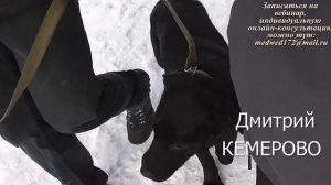 Выпуск 8 "Я и мой хвост" курс "ГОРОДСКАЯ СОБАКА"