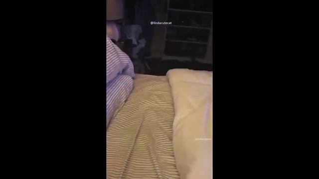 📹  Самые новые смешные животные 2023😂 Смешные коты и собаки - Animal Club