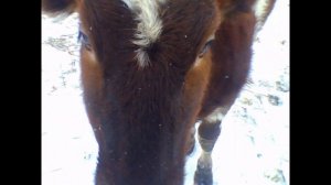 Проверка стельности у нетеля 2020