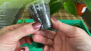 Рассада дорогих вегетативок бесплатно?. Черенкуем сурфинию Table White.