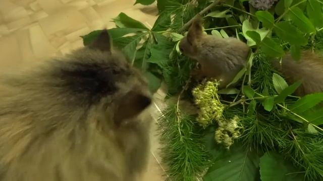 Букет на день рождения :) смотреть онлайн