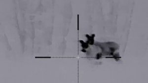 Iray rico rl 42 rlf Лось в тепловизор. Дистанция 60 метров