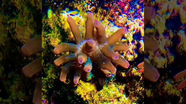 #my #firefish #goby #died so I #fed him to my #true  #rainbow #bubbletips  #anemone   #rowdygoldfis