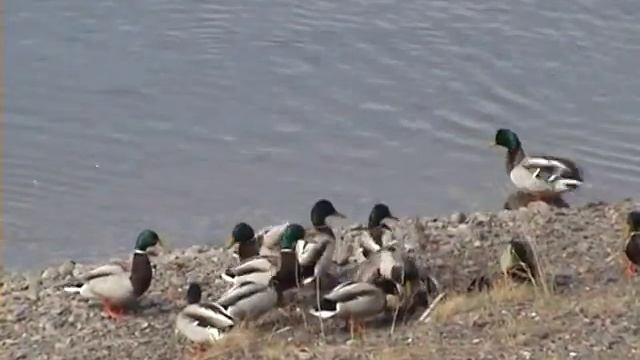 Бедная уточка.Жестокие селезни. смотреть онлайн