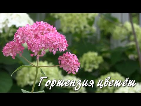 Гортензия цветёт.  Дачные картинки.