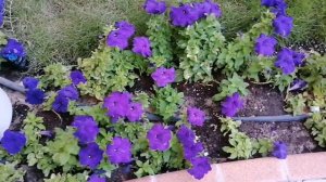 BLUE WAVE AND WHITE PETUNIA/ WINTER FLOWERS