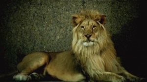 Что случилось с семьей у которой был огромный домашний лев