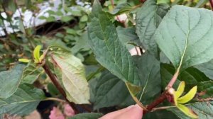 РАННЯЯ ОБРЕЗКА ГОРТЕНЗИЙ ПОСЛЕ ЛЕТНЕГО ЦВЕТЕНИЯ