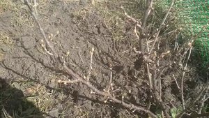 Чем я буду обрабатывать смородину от вредителей.