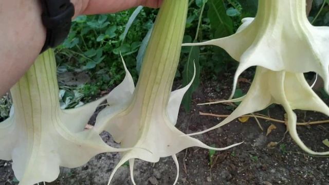 Бругмансия цветок Эдема смотреть онлайн