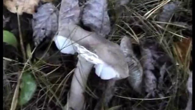 Рядовки серые ложные. Как распознать. Гриб Веселка. Лес.