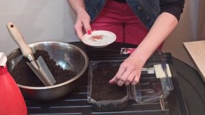 БАЛЬЗАМИН. Как сеять семена бальзамина на рассаду | Бальзамин из семян в домашних условиях