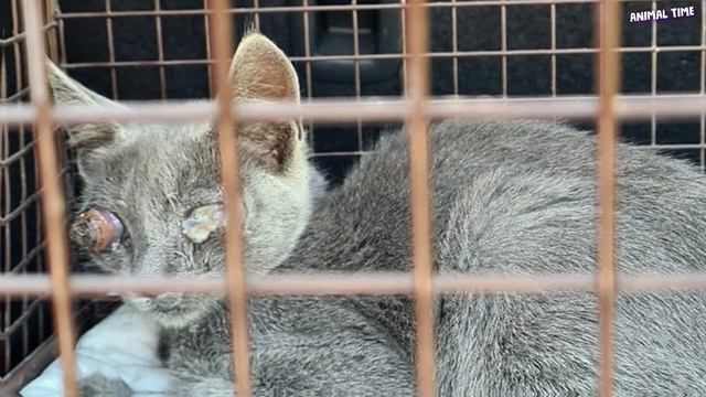 Он умолял о помощи, но все проходили мимо, не обращая внимания!Этот котёнок пережил настоящий кошма смотреть онлайн