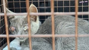 Он умолял о помощи, но все проходили мимо, не обращая внимания!Этот котёнок пережил настоящий кошма