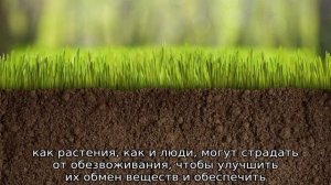 Как часто поливать газон летом