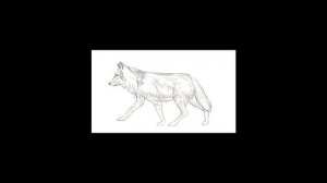 Как нарисовать волка карандашом