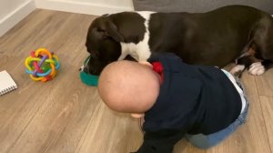 Стаффордширский терьер VS Младенец. какие были проблемы