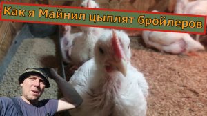 Куры бройлеры выращивание. Как я майнил цыплят бройлеров.
