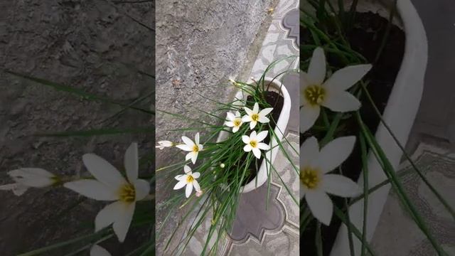Обильно цветёт Зефирантес ( Выскочка) ,,Цветок западного ветра" Zephyranthes