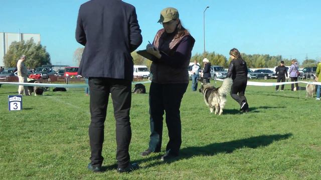 КАВКАЗСКАЯ ОВЧАРКА * BARA DAUR DON смотреть онлайн