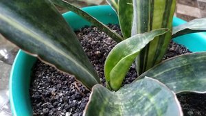 Sansevieria Macrophylla 'Variegated'