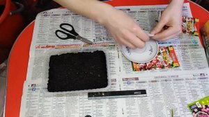 Камнеломка!!! Правильный посев, отличная всхожесть семян!!! Шикарный почвопокровник!!!