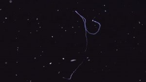 Альциопиды или большеглазые черви.