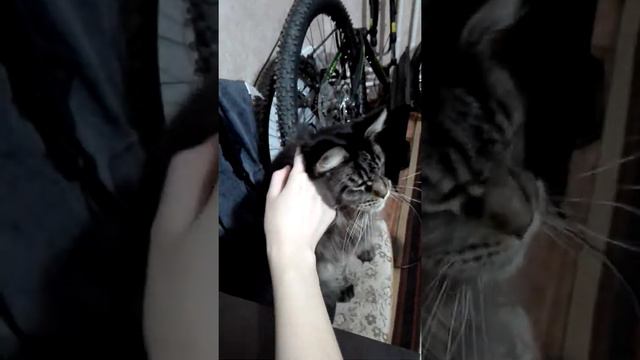 Кошка мейн кун кайфует от валерианки смотреть онлайн