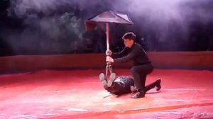 Железный Алекс Цирк Арена Ягуар в Саратове