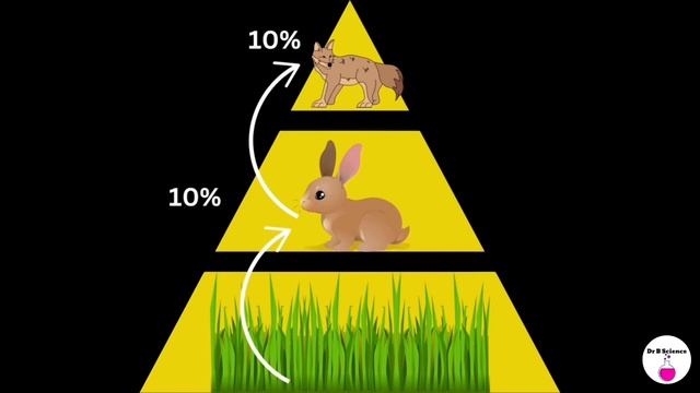 Збереження речовини та енергії в екосистемах (MS-LS2-3, Ukrainian) смотреть онлайн