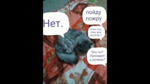 ПРИКОЛЫ ПРО СОБАК И КОШЕК 3