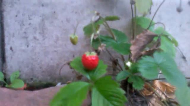 Конец декабря! Земляничка чур моя! смотреть онлайн