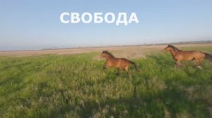 Свобода - Мариуполь Наш