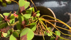 Oxalis Iron Cross/Butterfly plant variety/ ബട്ടർഫ്ളൈ പ്ലാന്റ് Iron Cross #Vid19