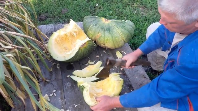 ОГРОМНАЯ ТЫКВА  В ЗАУРАЛЬСКОМ ПОДВОРЬЕ / ВЫ ТОЖЕ СМОЖЕТЕ ВЫРАСТИТЬ