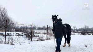 Воспитание лошади, обьездка лошади, 5 раз под седлом, Ясмина.