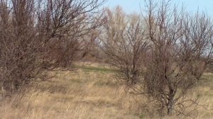 Охота с борзыми.Сезон 2023-2024 (2часть)