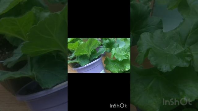 Новые пеларгонии. Две посылки. Вершки и корешки. смотреть онлайн